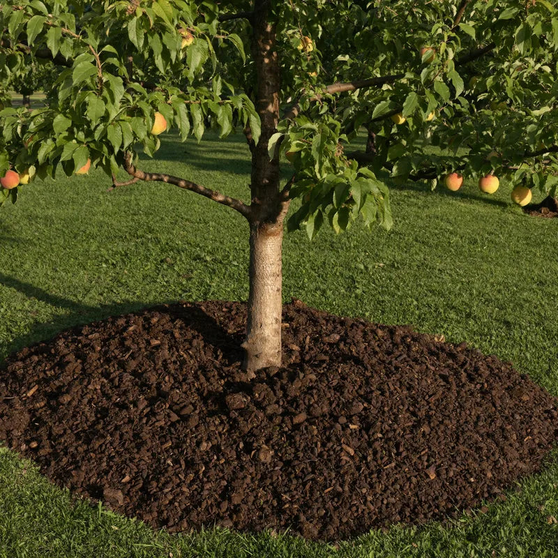 Mature fruit tree with compost mulch ring around the trunk