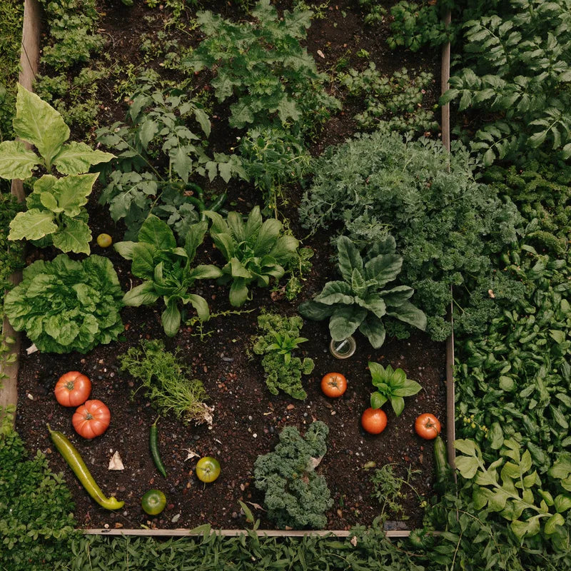 Raised bed vegetable garden growing in dark composted soil