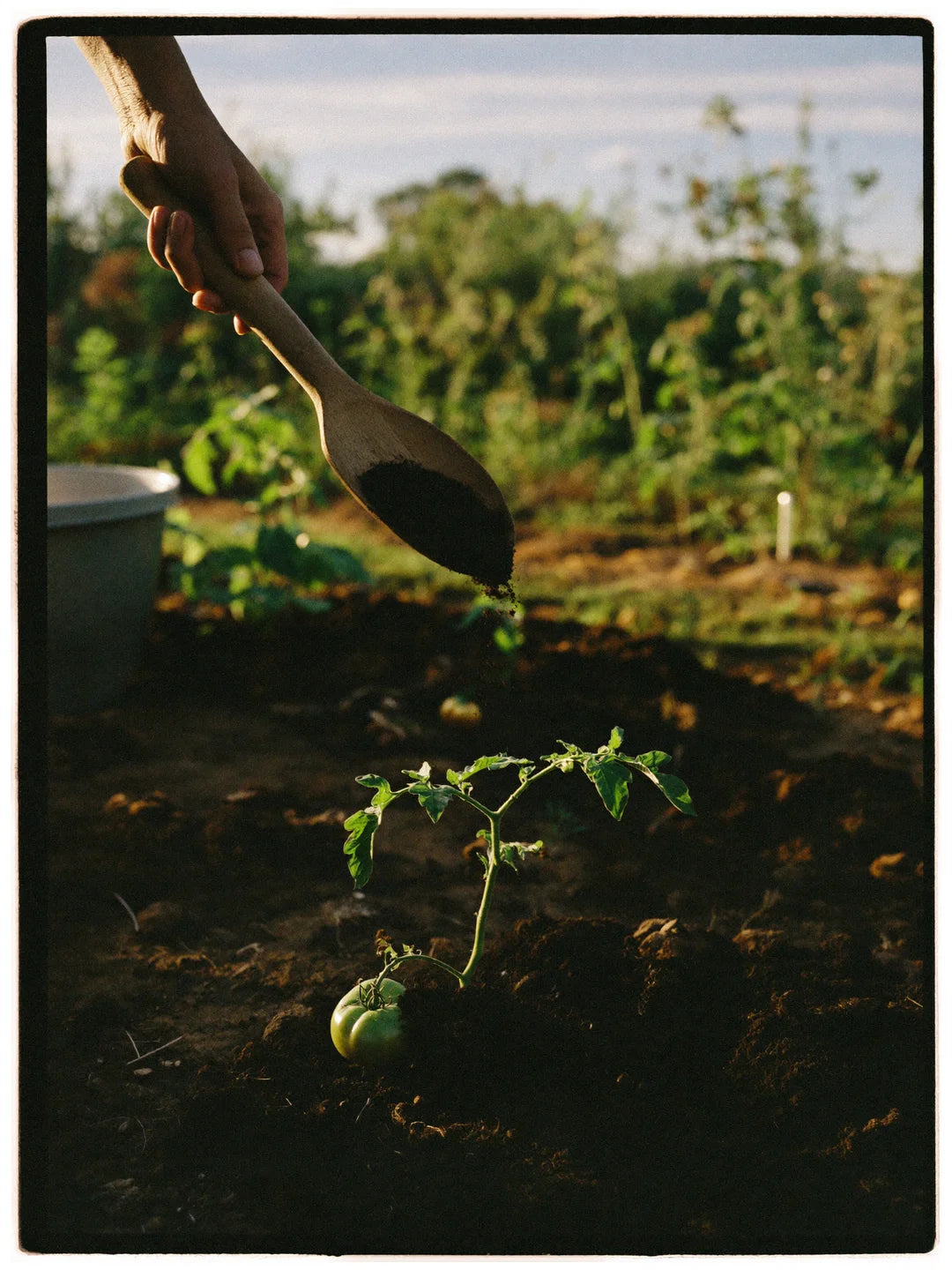 Gardener's hand tilting a wooden scoop of dark compost at the base of a young tomato plant