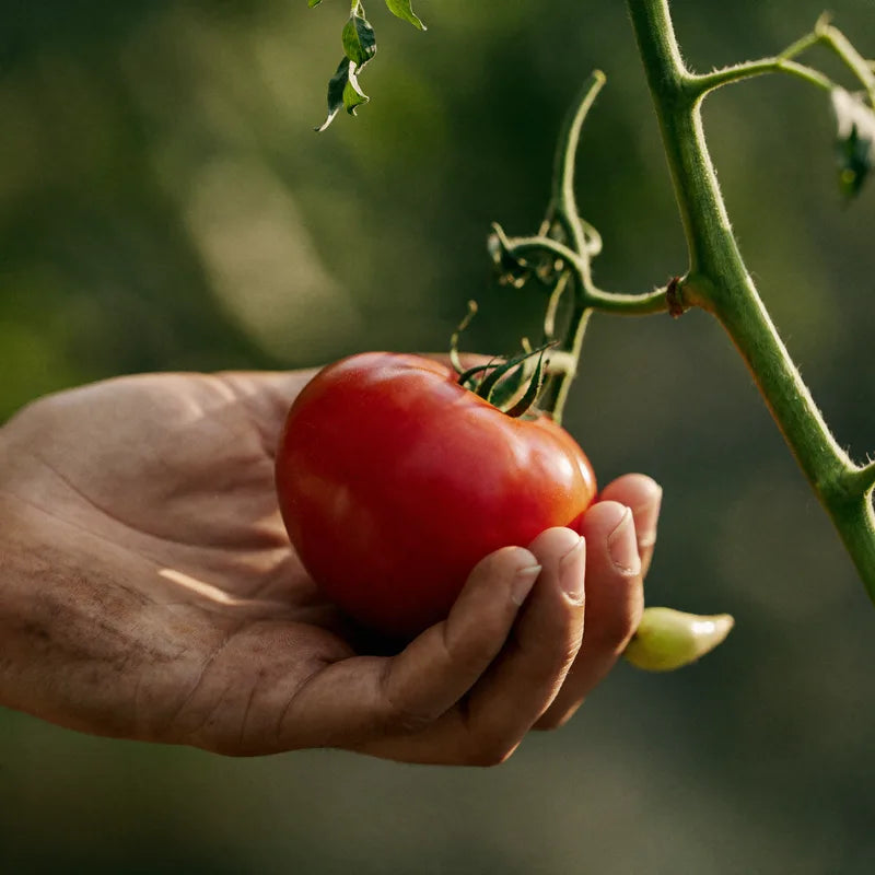 Hand holding a ripe tomato from a patio container garden